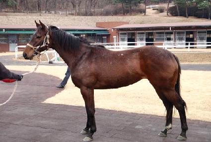 �����︲ ����