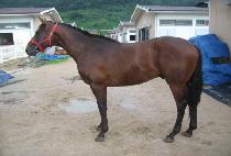 �ο����� (ROYAL FORCE) ����