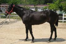 ��ȣ�Ҹ� (MAENGHOSORI) ����