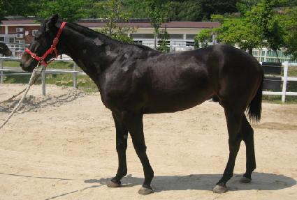 ��ȣ�Ҹ� ����