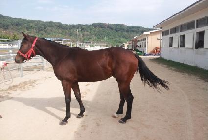 ���潺Ÿ ����