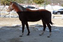 ����Ǿ߼� (HUIMANGUI YASU) ����