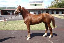 ����Ʈ (BIG HIT) ����