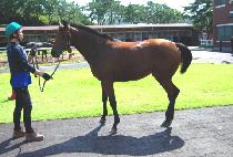 ťƼ��� (CUTIE HONEY) ����