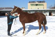 ��õ (BICHEON) ����