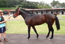 ����� (GIBAEGI) ����