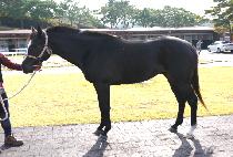 ����Ʈ���� (BEST GUY) ����