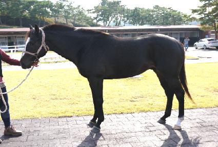 ����Ʈ���� ����