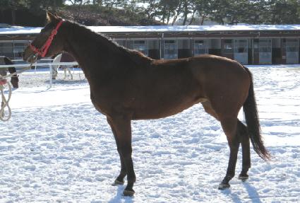 ���̷��� ����