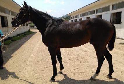 ĥ������ ����