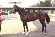 ���̾���ġ (LION PUNCH) ����