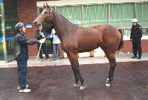 ����è�Ǿ� (STORM CHAMPION) ����