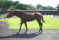 ��ǳȸ���� (DOLPUNG HOEORI) ����