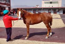 ��������� (MUJIGAE SARANG) ����