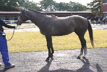 ���� (BIG BAND) ����