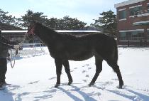 �������� (SAEBYEOK YEOMYEONG) ����