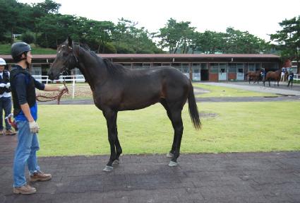 ���־�ŷ ����