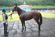 ��� (GILSON) ����