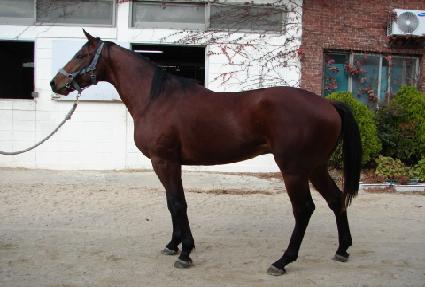 ����� ����