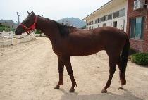 ��ǳ���� (POKPUNG JEONSEOL) ����