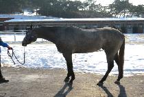 ׷̵帮 (GRAY DREAMER) 