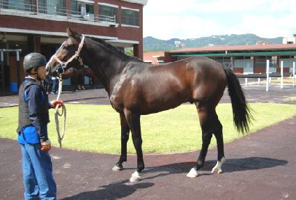 �¸������� ����