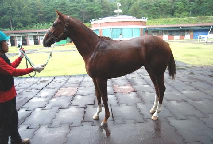 �����׼� ����