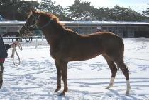 �̸��Ǿ� (MIRPIA) ����