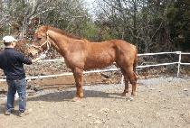 Ȳ�� (HWANGGEUM) ����