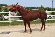 ���а��� (BULPAEGADO) ����