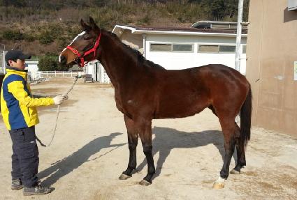 �泲��Ÿ�� ����