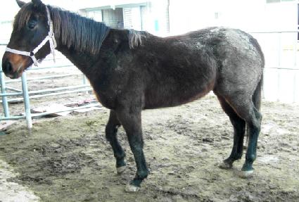 ������ ����