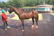 õ�Ϻ��� (CHEONHA BLUE) ����