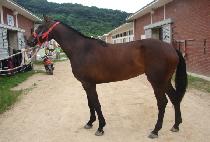 �ε帶���� (ROAD MASTER) ����