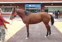 �����ʽ� (SEONDU PILSEUNG) ����