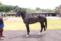 ���������� (MCKENZIE BOY) ����