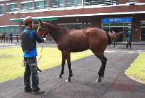 �������Ʈ (GOLD PERFECT) ����