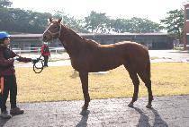 Ŭ�������� (CLASSIC CHARTER) ����