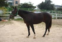 ���μ����� (BLOSSOM BIRD) ����