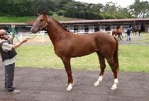 ���߿� (PAPILLION) ����