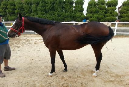 ������ ����