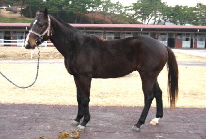 ���̾�ķ�� ����