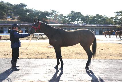 ���ꥱ ����