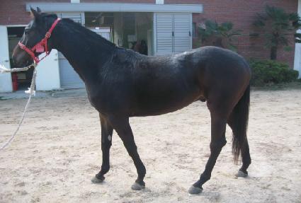 ��������ŷ ����