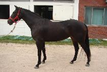 �ڸ������� (KOREA WINNER) ����