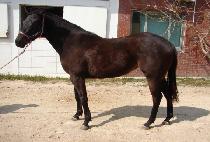 �׷���Ʈ��Ʈ (GREAT HEART) ����