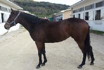 ���̵�Ʈ (LADY BOLT) ����