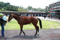 �ڷ��ε� (TELRAP ROAD) ����