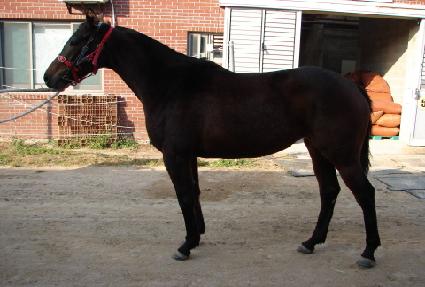 ���ǵ��Ʋ ����