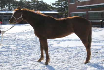 �˹�Ʈ�ν� ����